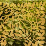 Paper Cuttings
